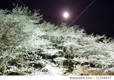 Moon and evening cherry trees 11308437