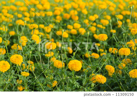 Marigolds or Tagetes erecta flower Marigolds or Tagetes erecta flower 11309150