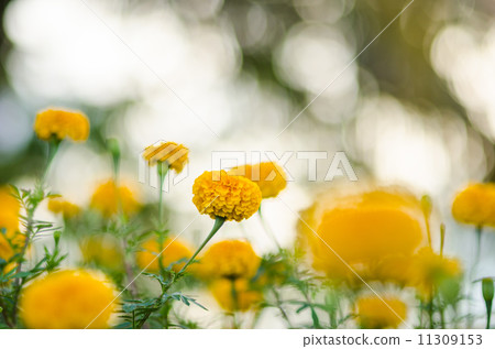 Marigolds or Tagetes erecta flower Marigolds or Tagetes erecta flower 11309153