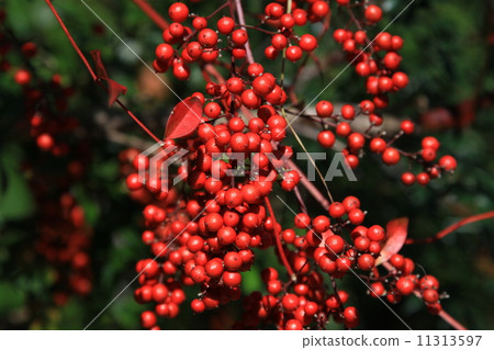 Red fruit Red fruit 11313597