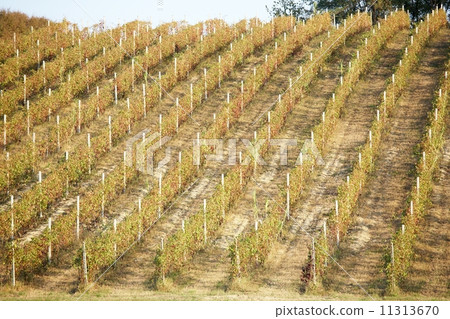 Vineyards 11313670