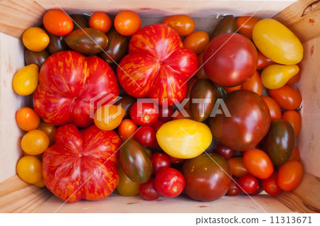 Heirloom tomato cultivars 11313671