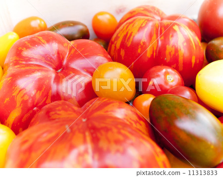 Heirloom tomato cultivars 11313833
