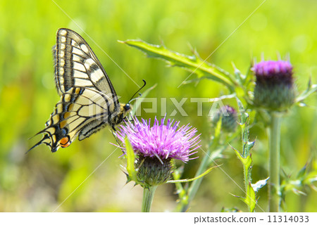 薊和燕尾蝶 11314033