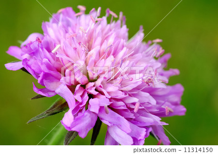 Clover flower 11314150