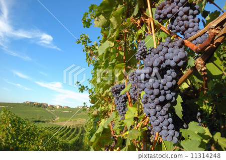 Grapes 11314248