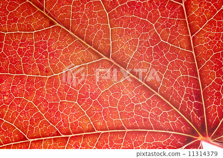 Leaf close-up 11314379