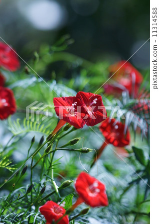 My name is Rika Red Grass. 11314588