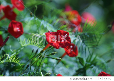 My name is Rika Red Grass. 11314589