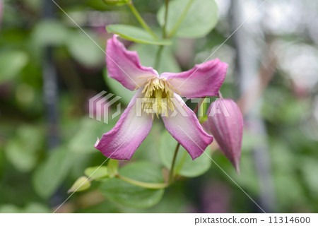 Clematis pagoda Clematis pagoda 11314600
