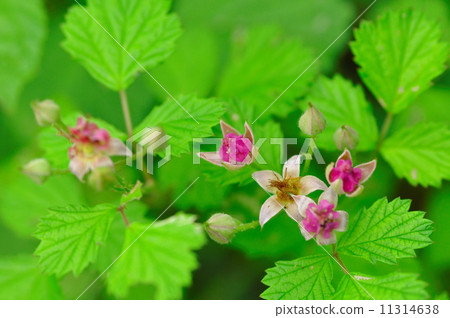 Navales strawberry Navales strawberry 11314638