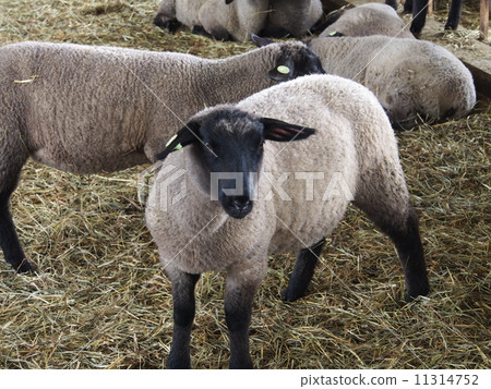 Black face lamb 11314752