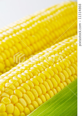 玉米 11314868