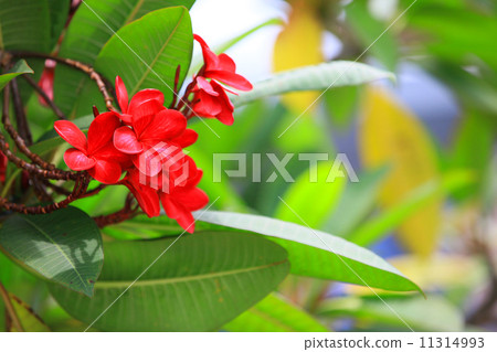 Red Frangipani Red Frangipani 11314993