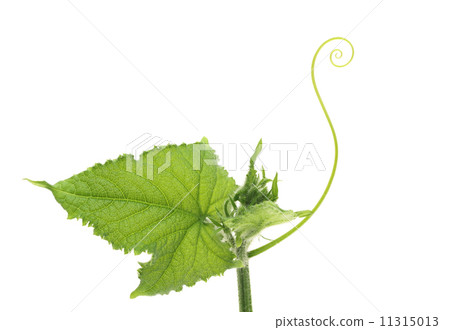 Cucumber vine 11315013