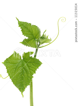 Cucumber vine 11315014