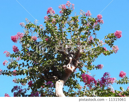 Summer flowers _ cedar 11315061