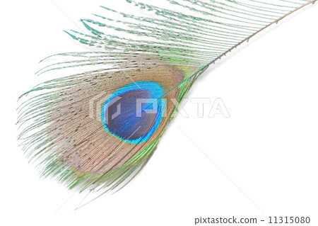 green Peacock feathers 11315080