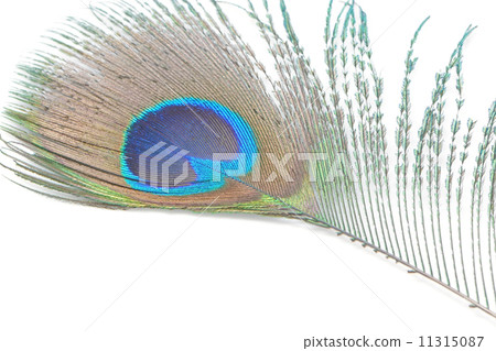 green Peacock feathers 11315087