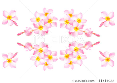 pink Plumeria 11315088