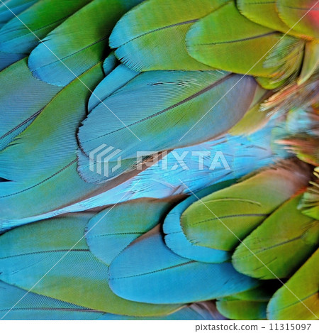 Greenwinged Macaw feathers Greenwinged Macaw feathers 11315097