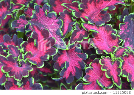 錦紫蘇 錦紫蘇 11315098