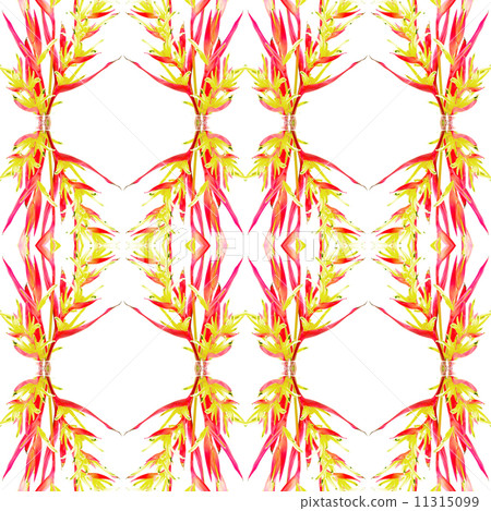 Heliconia Lady Di Heliconia Lady Di 11315099