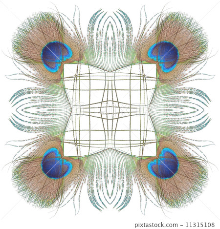 green Peacock feathers 11315108