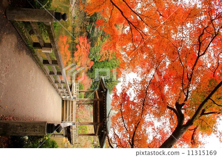 Naritasan Park in autumn Naritasan Park in autumn 11315169