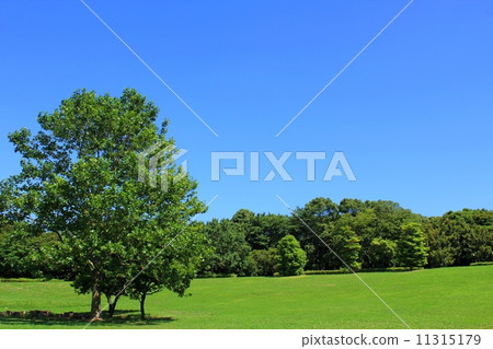 Bright fresh green park 11315179