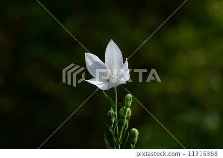 Powered by Translate Powered by Translate 11315368