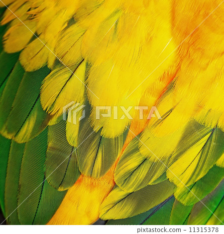Sun Conure feathers 11315378