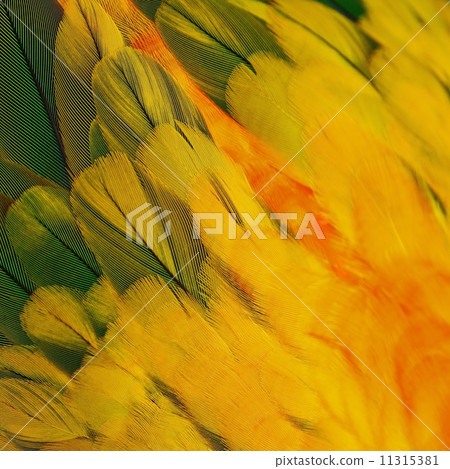 Sun Conure feathers 11315381