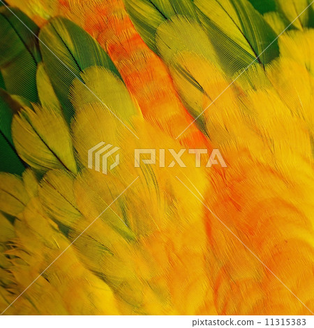 Sun Conure feathers 11315383