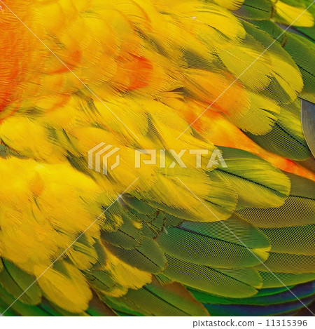 Sun Conure feathers 11315396