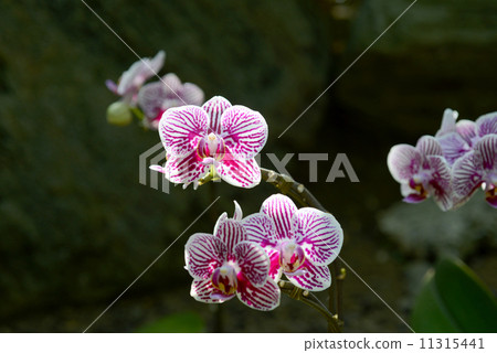 Moth orchids Moth orchids 11315441