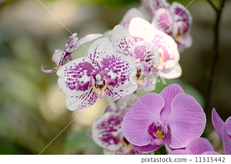 Moth orchids Moth orchids 11315442