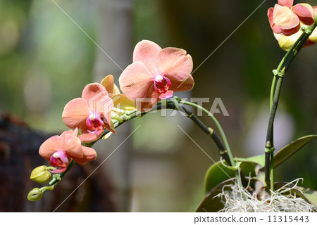 Moth orchids Moth orchids 11315443