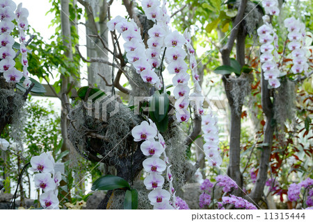 蛾蘭花 蛾蘭花 11315444