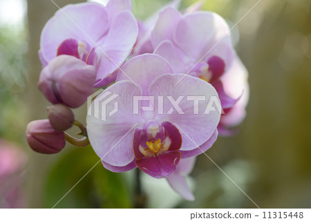 Moth orchids Moth orchids 11315448