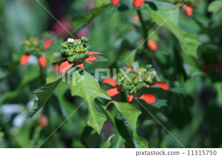 我的名字是Ryozako Showa。 11315750