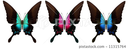 beautiful butterfly isolated on white 11315764