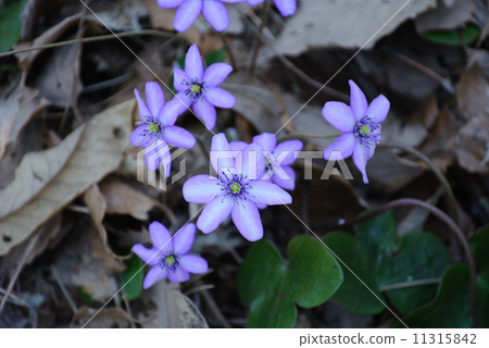 Affiliation 11315842