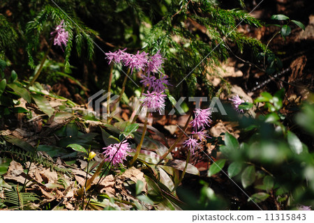 Shojo Bakama Shojo Bakama 11315843