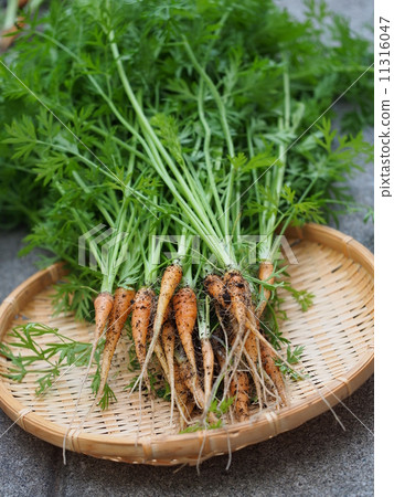 Thinned home garden ginseng Thinned home garden ginseng 11316047