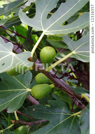 FIG FIG 11316357