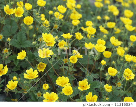 Miyaka Bai Miyaka Bai 11316824