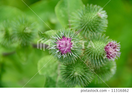 American onion 11316862