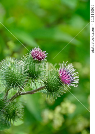 American onion 11316863