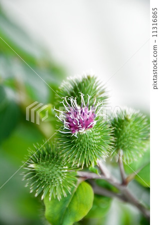 American onion 11316865